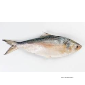 HILSHA 1.5kg PACK 3 PIC